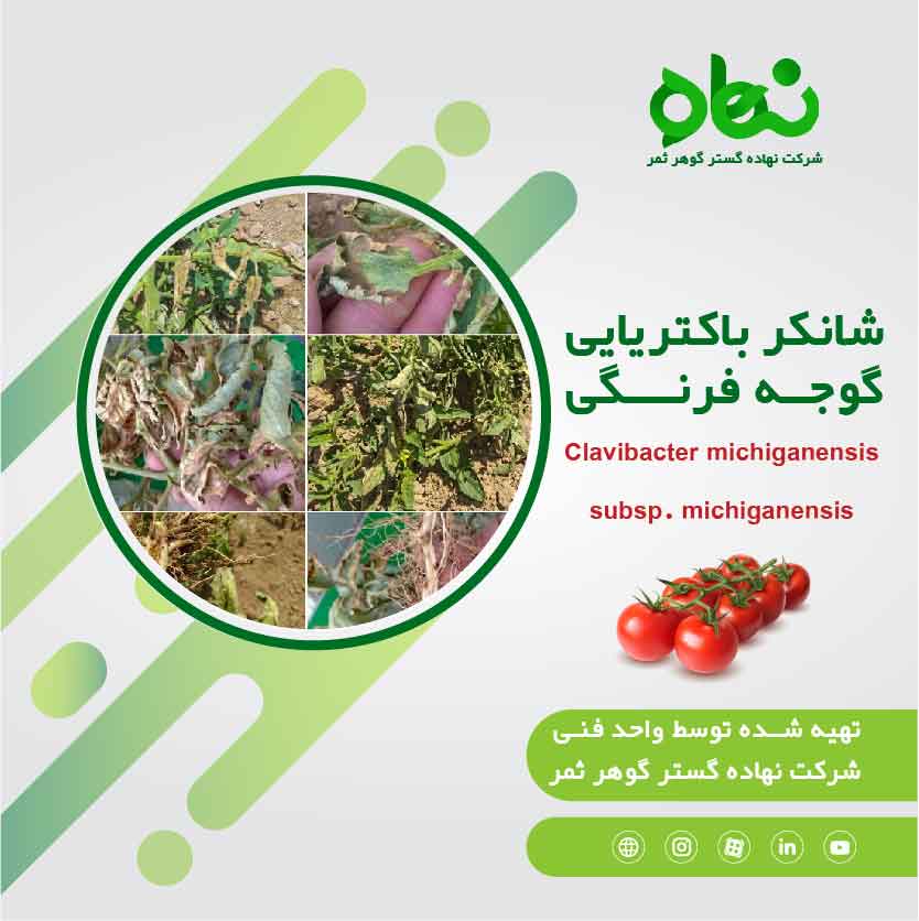  شانکر باکتریایی گوجه فرنگی